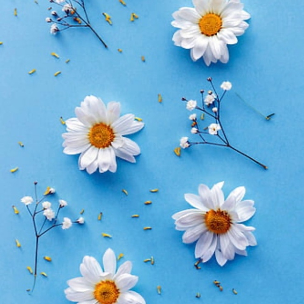 🌼6/9-6/15🩵9 Daisies!🌼 - Picture 6 of 6